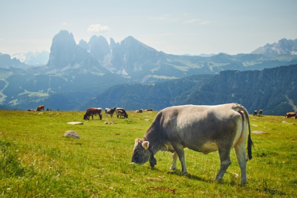 Fassona piemontese razza di carne