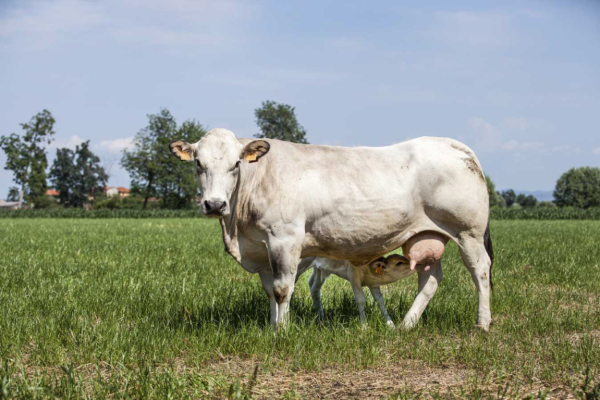 certificati sicurezza alimentare e qualità della carne piemontese
