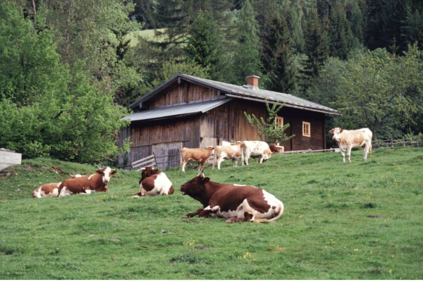 filiera corta della carne