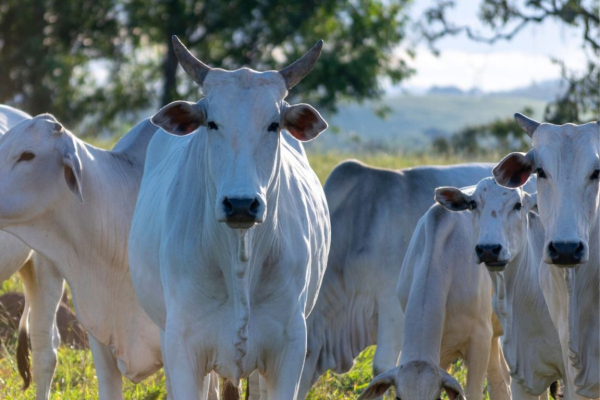 Fassona piemontese
